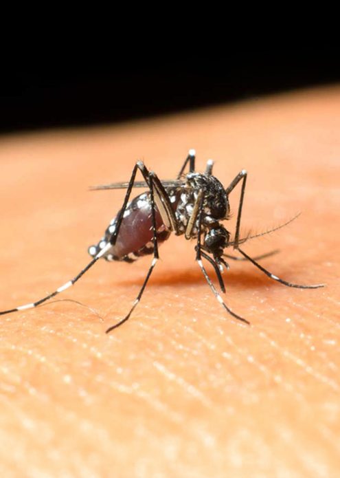 Yaz aylarının gelmesi ile beraber sinek ve böcek ısırıklarına bağlı kaşıntılı lezyonların görülme sıklığı artmaktadır.