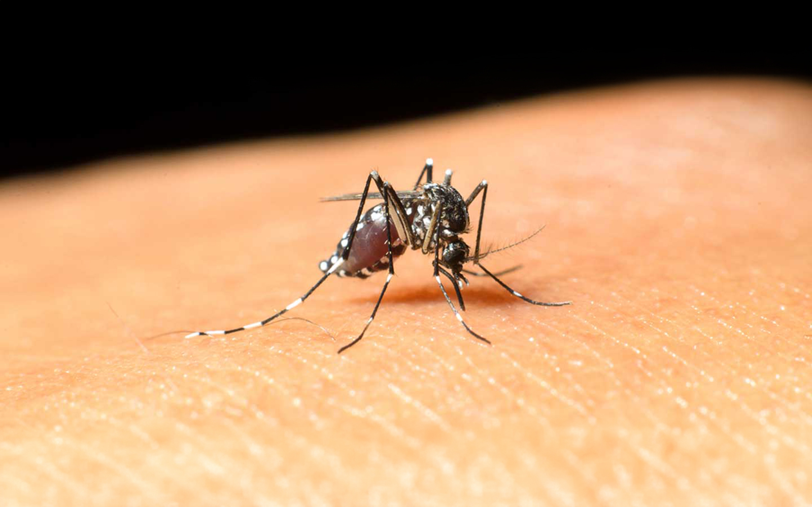 Yaz aylarının gelmesi ile beraber sinek ve böcek ısırıklarına bağlı kaşıntılı lezyonların görülme sıklığı artmaktadır.